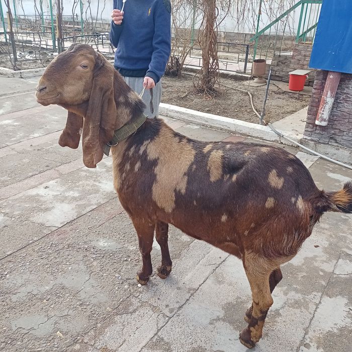 Ешкі сатылады Камори