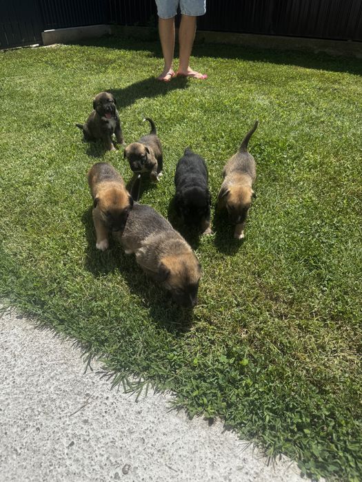 Donez catei mama este malinois si tatal ciobanesc de bucovina