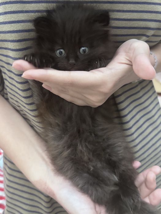 Отдам котенка в добрые руки