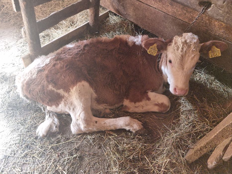 Vând 2 vițele rasa bălțată