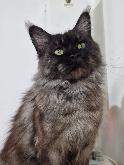 Кошечка Мейн - кун