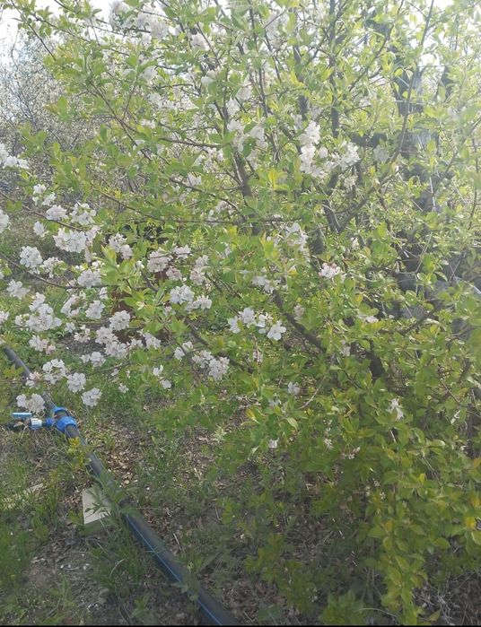 Дача на Бугарках