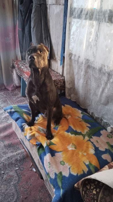 Питбуль мальчик молодой