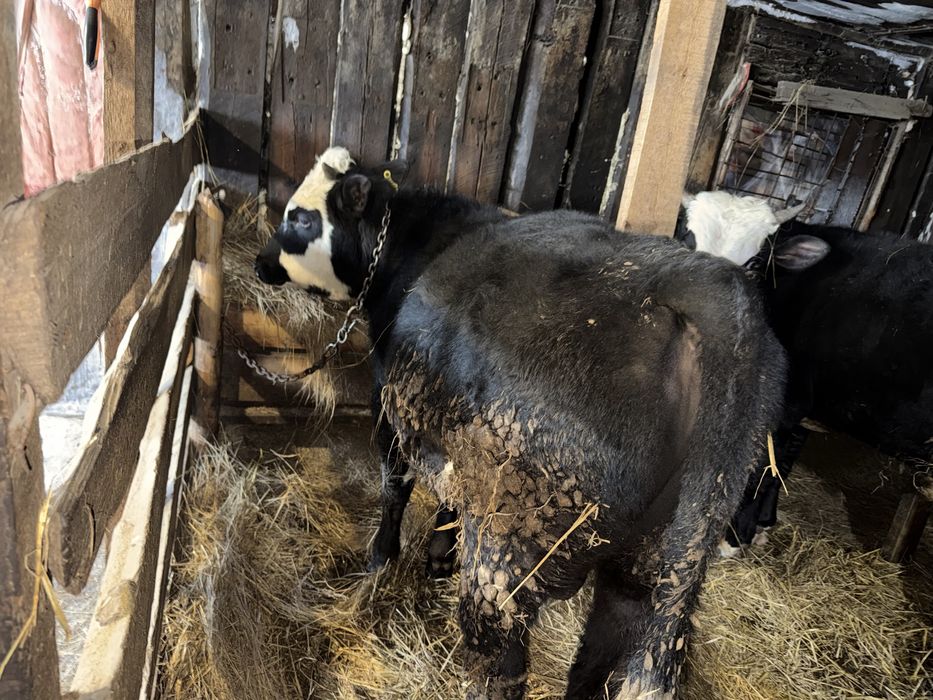 Бычки крс 3 головы