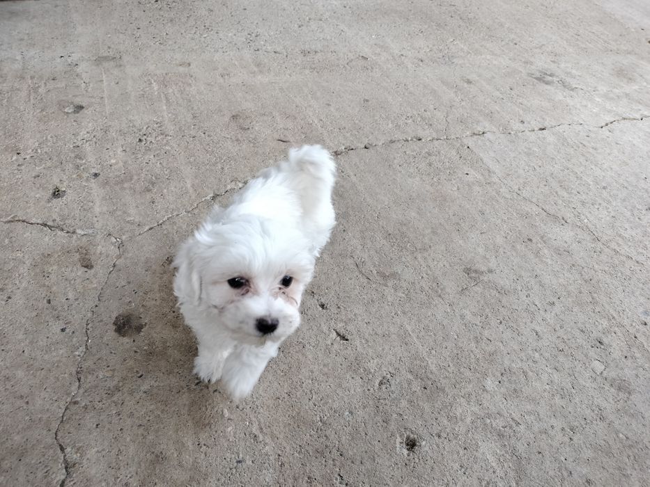 Bichon maltez fetita