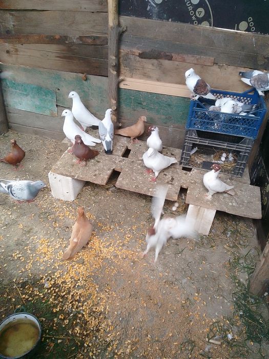 Porumbei voiajori standard și jucătorii de vânzare