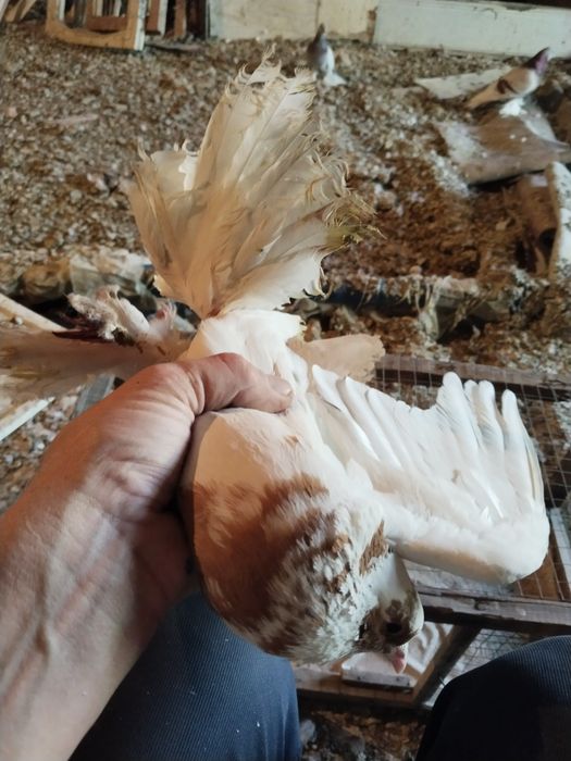 Жолто хвостые персы