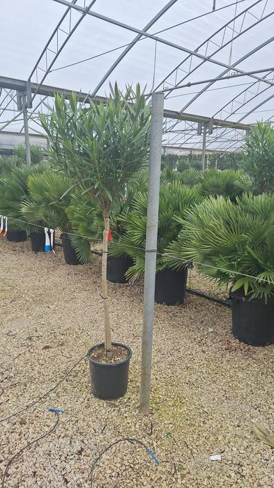 Bananier, Camelia,arțar japonez ,palmieri ,Fenixx