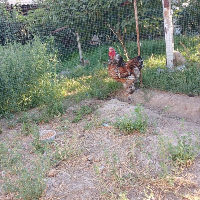 Parselan brama oila sotiladi.