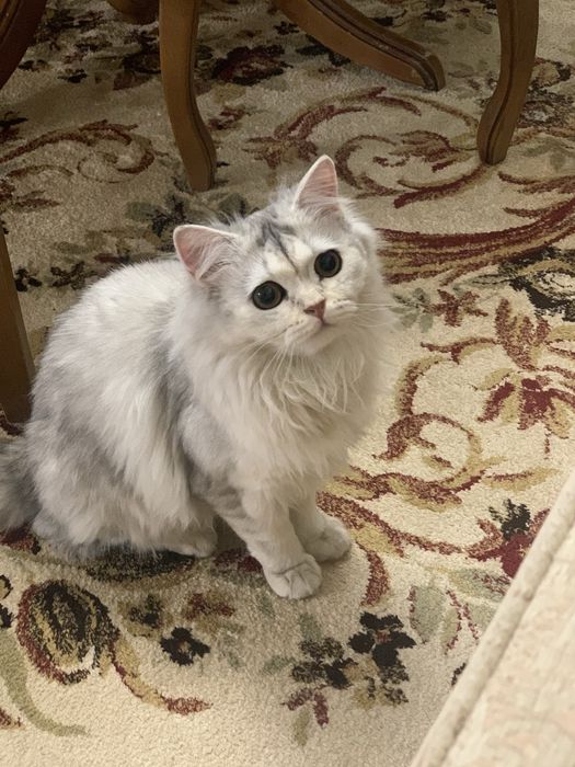 Кошечка шиншила X британец