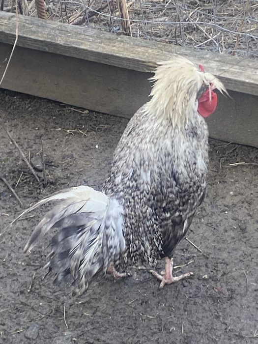 Motate  olandeze cocos