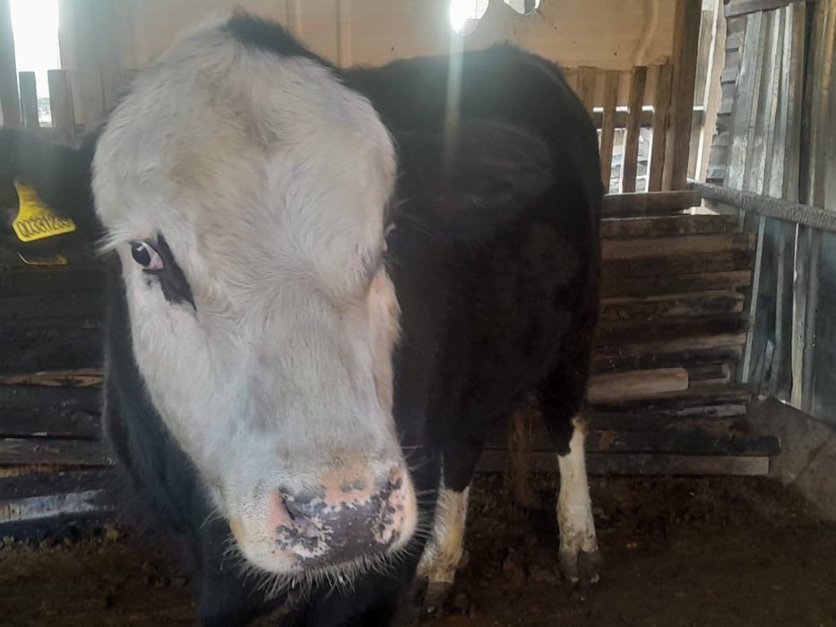 Бычок в марте будет год