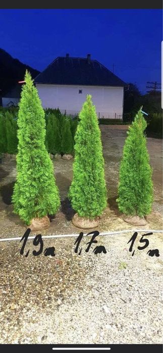 Plante ornamentale diferite specii tuia brazii,magnoli,gazon,si montam
