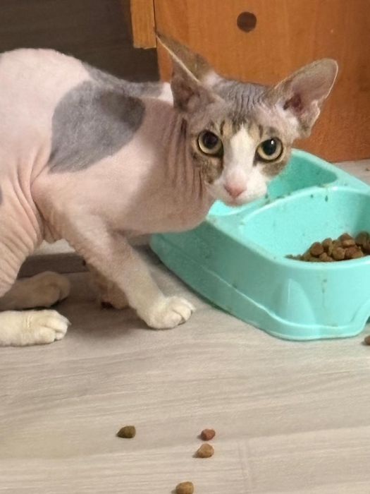 Кошка Сфинкс девочка