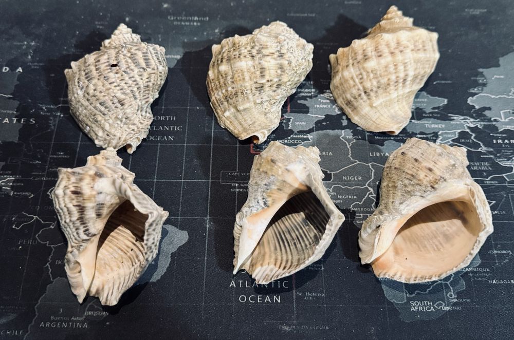 Dengiz rakushkalari Морские ракушки