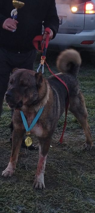 Алабай күшіктер сатылады