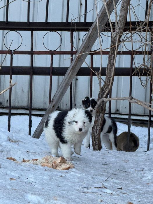 Малыши ищут дом!