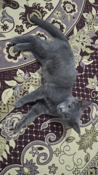 Кошки, Русская голубая.