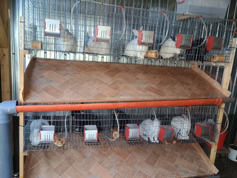 Vând cuști de iepuri cu scurgere