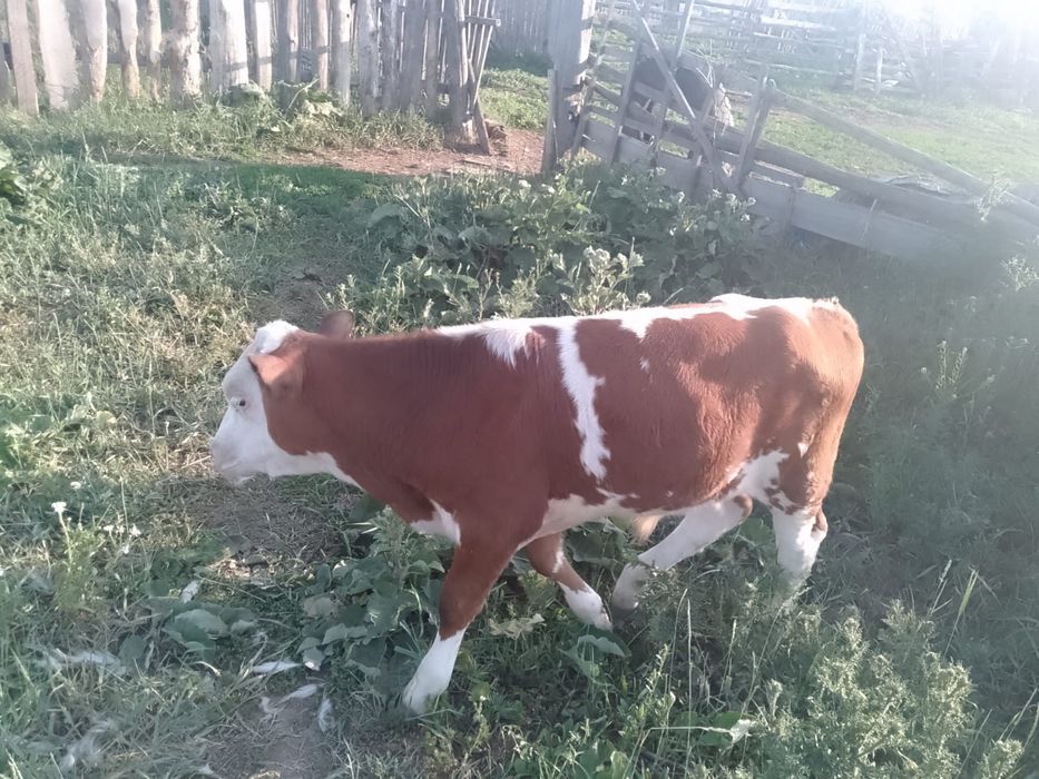 Продам бычка четырех месячного