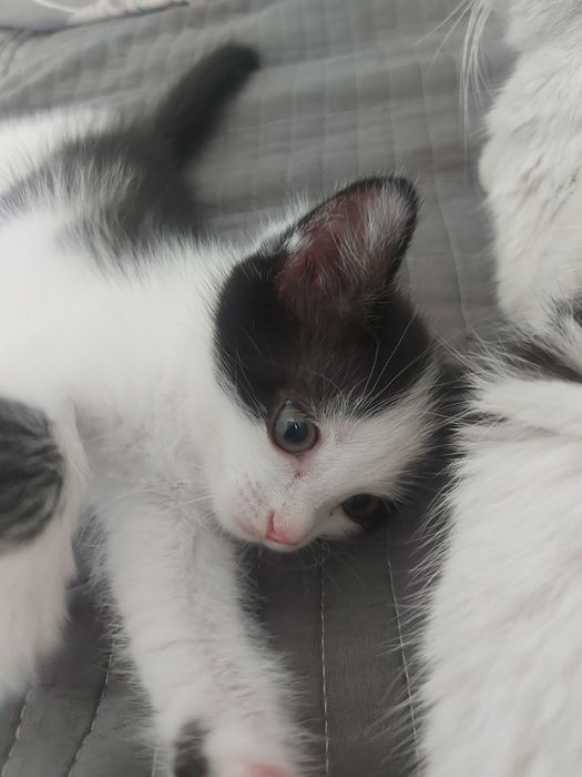 Отдам даром котёнка.