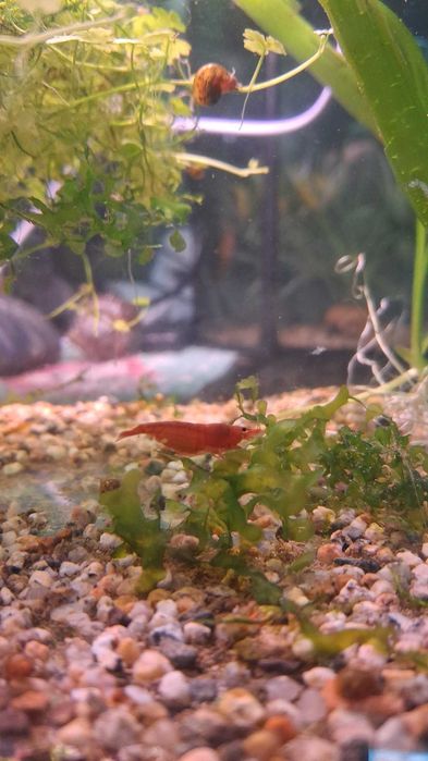 Продаю аквариумных рыбок и водоросли