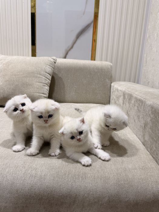 Мушукчалар сотилади