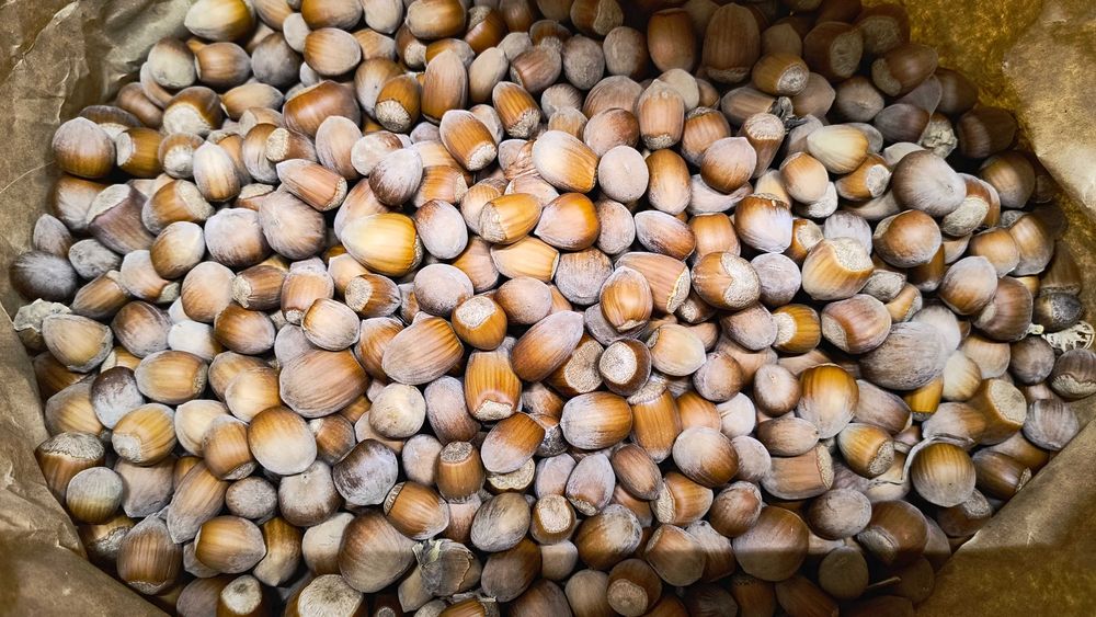 Alune de pădure în coaja