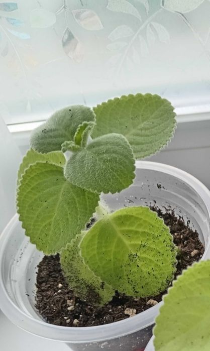 Мята, комнатные растения.