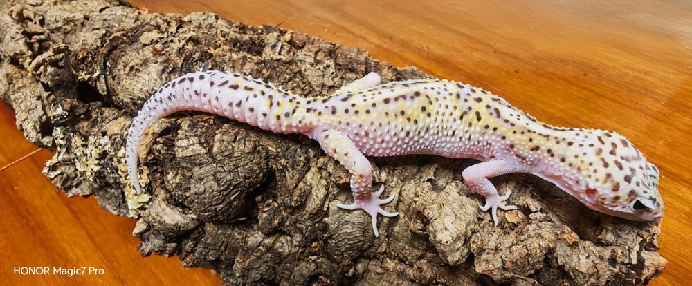 Леопардови гекони   Diablo Blanco (Eublepharis macularius)