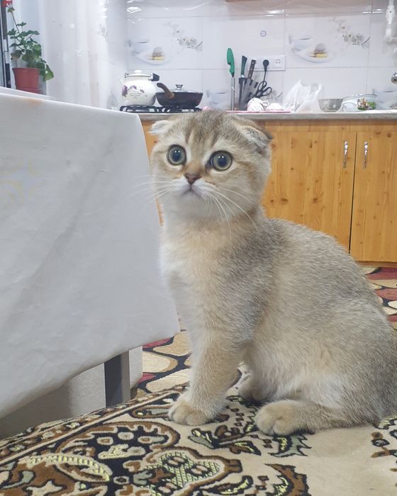 шиншилла котёнок, шиншила 1та киз бола мушукча колди