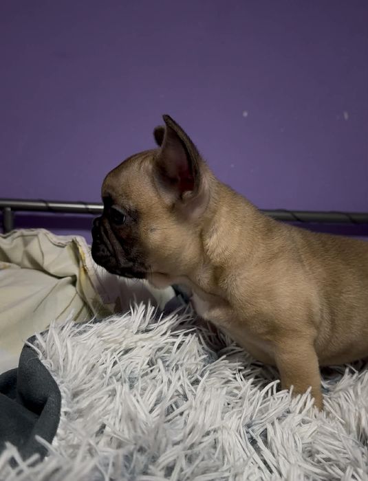 Френско булдоче(мъжко)