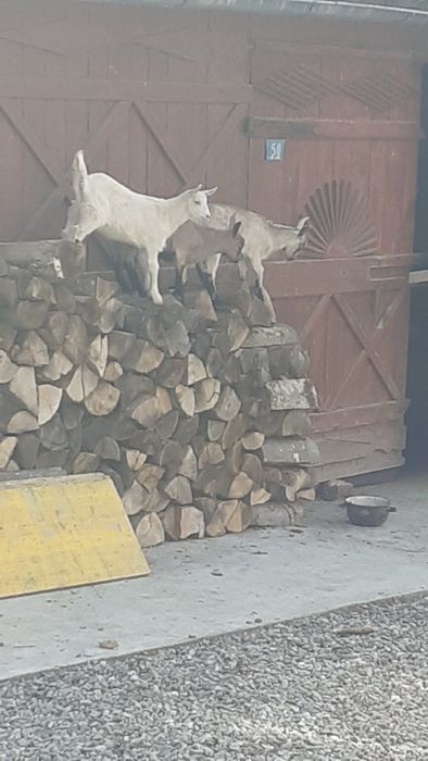 Vând iezi de 2 luni