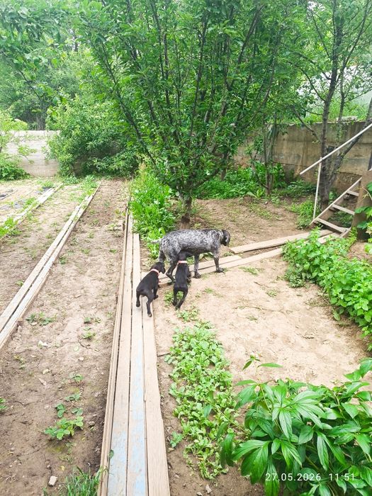 Курцхаар глатко шерстный