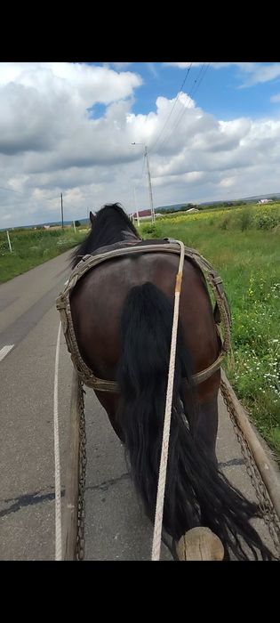 Vând cal semigreu castrat