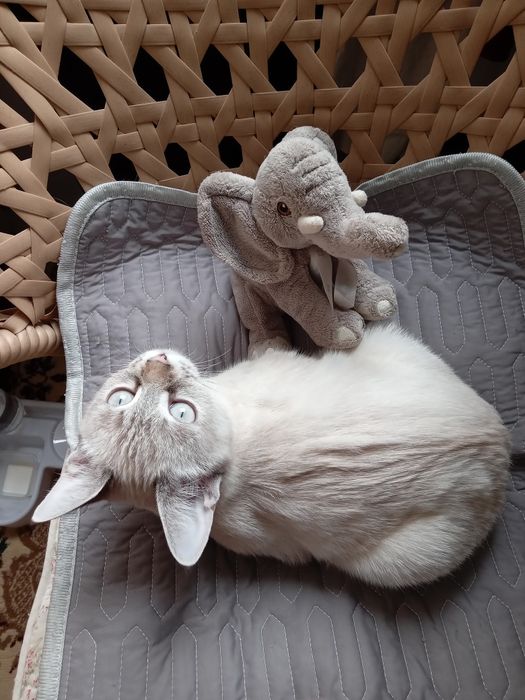 Продам тайскую кошечку