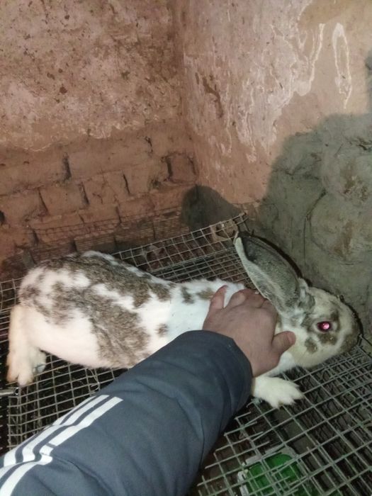 Продам Крола.  .