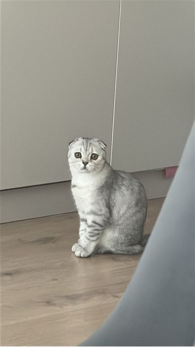 Шотландская вислоухая кошка