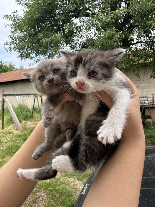Отдам котят в хорошие руки