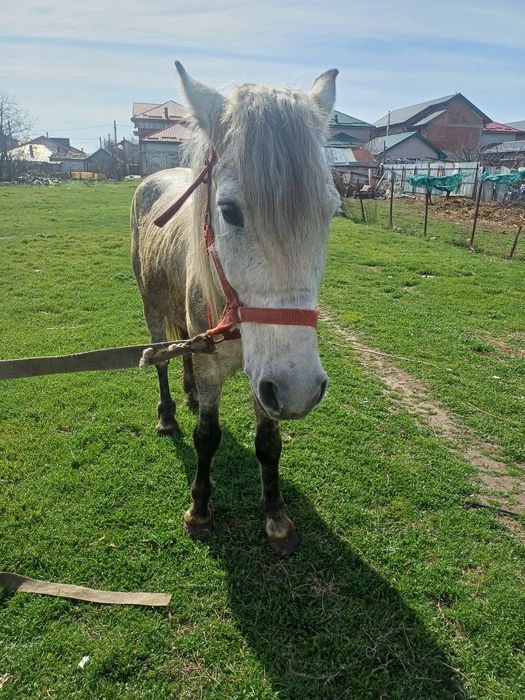 Cal de vânzare sau schimb