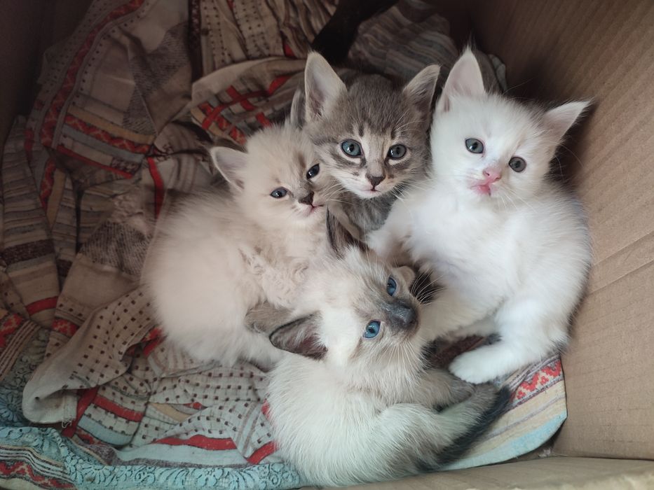 Отдам котят в добрые руки
