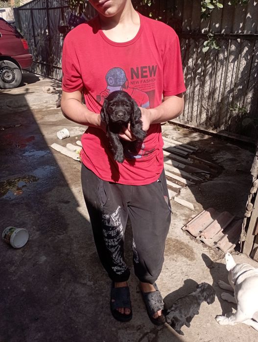 Щенки Английский кокер спаниель.