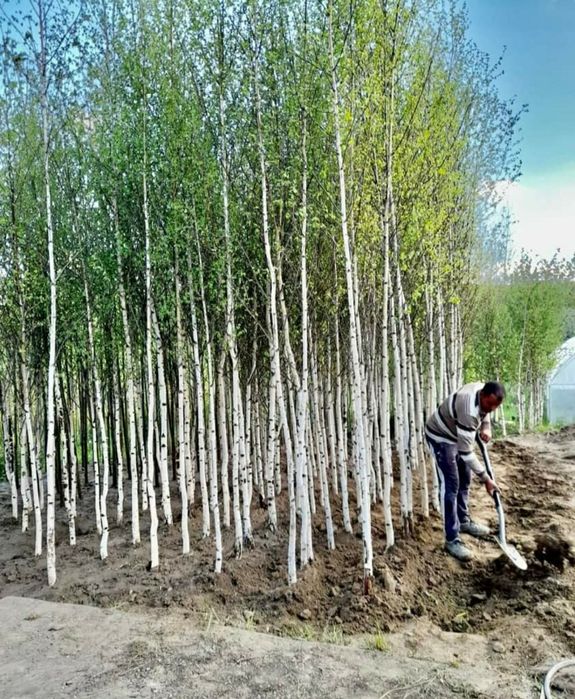 Copaci ,mestecan tei