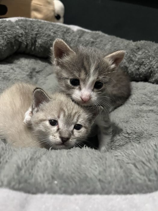 Котята, мальчики