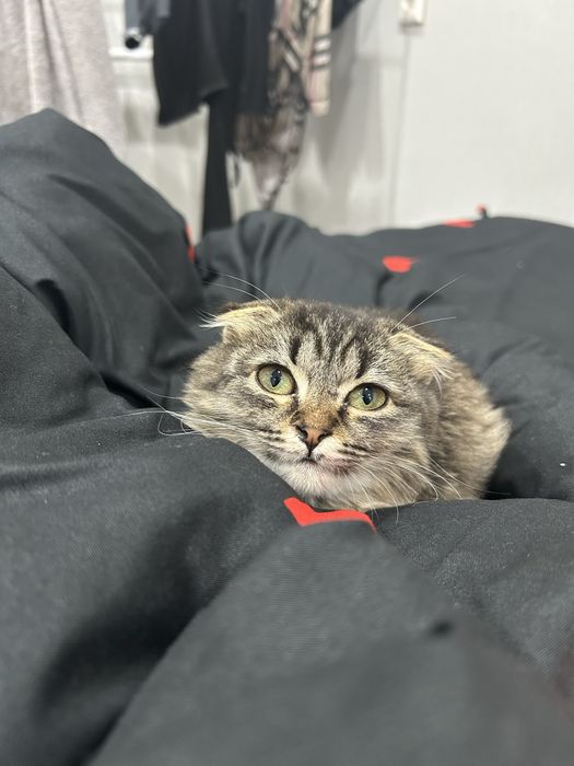 Вислоухая кошечка,девочка 2месяца