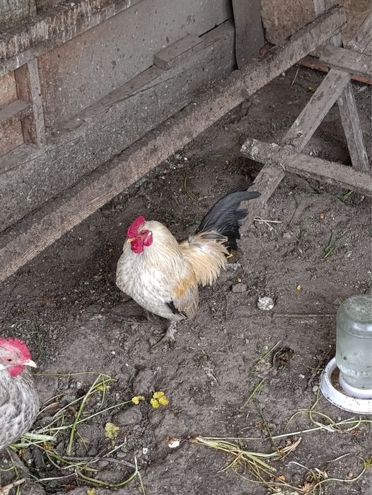 Продам Карликовых петухов
