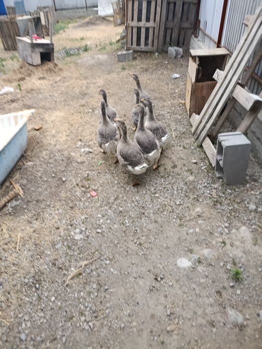 Продам 2 х месячных гусят.Упитанные.