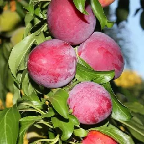 Prun soiuri speciale