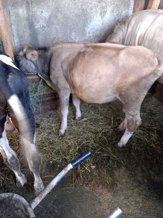 Vând doi viței și o vitea