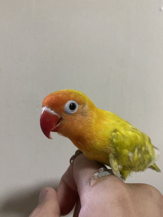 Papugay ruchnoy sotiladi